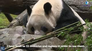 GLOBALink | Japanese welcome 50th anniversary of China's giant pandas' arrival