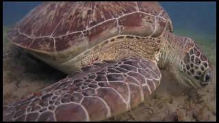 Giant Green Sea Turtles