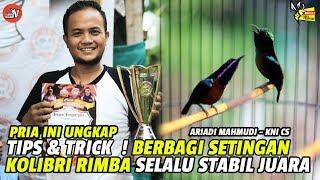 PRIA INI BEBERKAN SETINGAN KOLIBRI RIMBA STABIL DI JALUR JUARA, TIPS & TRICK