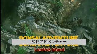 Bonsai Adventure Lombok Island @therisingofroninbonsai