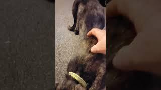 4 month old kitten First cycle in heat