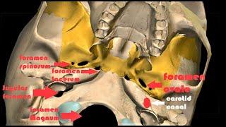 FORAMINA IN SKULL BASE | 3D-ANATOMY | LOCATION & CONTENTS | SKULL BASE ANATOMY