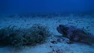 #170217 #Okinawa #White Spotted Puffer