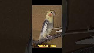 Сockatiel bird singing. Singing Male Cockatiel Parrot. Пение попугая Корелла самца