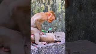 Hak Han MDJ Enjoy Watching Abandon Baby Monkey - Daily Wildlife Monkey #Lucie #Leo #Rainbow #Jovi