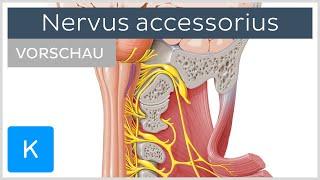 Nervus accessorius: Anatomie und Funktion | Kenhub