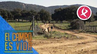 María y Javi mueven por primera vez a los 60 chotos por la sierra | El campo es vida