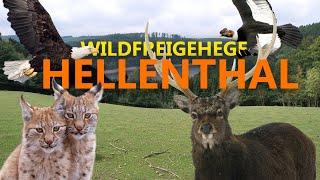 Wildfreigehege Hellenthal in der Eifel | Zoo Eindruck