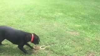 Dog Kills Snake THRASHER