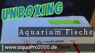 Unboxing Zierfische von aquaPro2000.de #aquaristik #aquarium #zierfische #fischversand