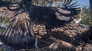 5-25-2025 Curious, Brave And Beautiful