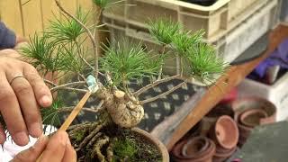 Bonsai master Mr.Miura is putting tree sealer .