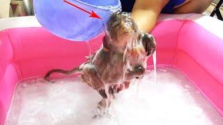 Baby Monkey JoJo Bathed With Hot Water Cute Monkey