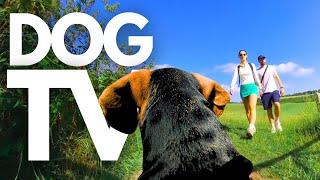 GoPro DogTV | Your Dog's 10hr Relaxing Virtual Walk Through Scenic Countryside Dog POV