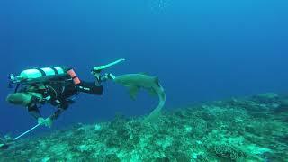 Cozumel Nurse Sharks are Beautiful!