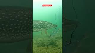 РЕАКЦИЯ ЩУКИ НА ЖИВЦА#fishing #shorts #лëд #рыбалка2023 #щука #жерлицы2022 #подводнаясъёмка #рыба
