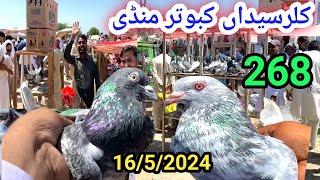 268 | Final Part Biggest High Flyer Pigeon Market In Pakistan | Lates Update Pigeon Price 16/5/2024