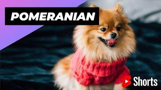 Pomeranian  One Of The Smallest Dog Breeds In The World #shorts #pomeranian #smalldog