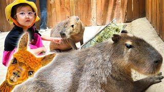 Changcady cùng Cam Cam đi chơi cùng các con vật, gặp lạc đà alpaca, chuột túi, Capybara