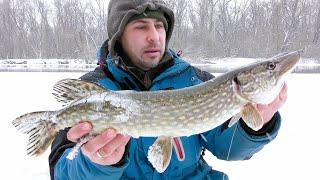 They've gone mad, eating pike caviar while fishing. How can there be any bite?