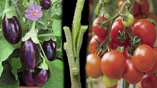 Tomato Grafting On Eggplant