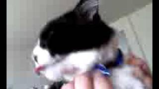 My cat Simon Licks Air