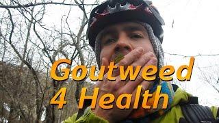 Organic Goutweed (Healing Powers)