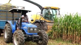 Utilization of baby corn byproducts and wastes as livestock feed