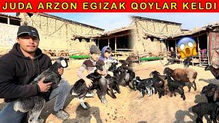 EGIZAK QOYLAR BOGOZ NARXIDA BOLIB KETDI SHOSHILING