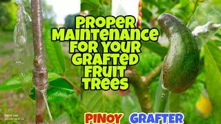 PROPER CARE FOR YOUR GRAFTED FRUIT TREES