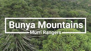 The Bunya Mountains Murri Rangers