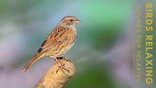 Beautiful Birds Singing in Forest - Relaxing Bird Sounds, Instant Relief from Stress and Anxiety