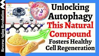 Unlocking Autophagy: This NATURAL Compound Fosters Healthy Cell Regeneration