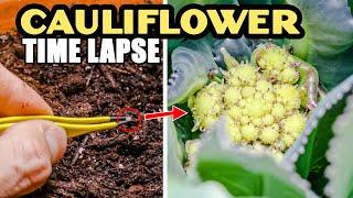 Growing Cauliflower Time Lapse - Seed To Flower (130 Days)