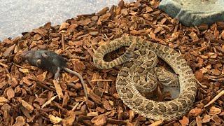 [LIVE FEEDING]2 prarie rattlesnakes  take care of baby mice!!!!