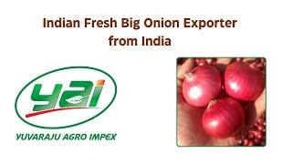 Indian Export quality Big Onion - Yuvaraju Agro Impex