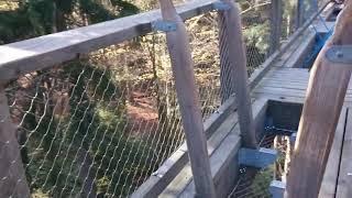 Treetop Walk in Bavarian Forest National Park