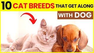 10 Best Cat Breeds That Get Along With Dogs | 10 Cat Breeds Who Like to Play With Dogs