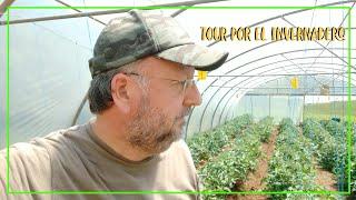 Tour por el Invernadero Mayo 2021 || Cultivo de tomates #tuhuertofacil