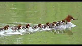 1356. Morčák velký, Common Merganser, Gänsesäger, Grote zaagbek, Большой крохаль, Nurogęś