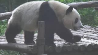 A song to let you know better the city of Chengdu