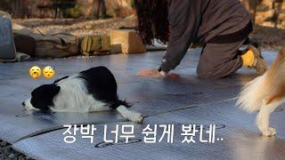 What happens when you start long-term camping alone? / a puppy who helps with floor construction 4K