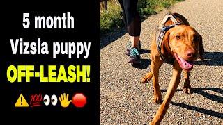 Off-leash Puppy Walking Tips