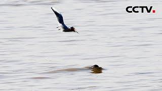 【4K】罕见！鄱阳湖鸥豚同框的场景，连老渔民都未曾想象过 | CCTV