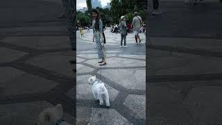 CUTE PUPPIES ON GARDEN BY THE BAY SINGAPORE