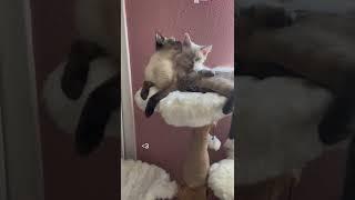 These cats are soulmates  #shorts #youtubeshorts #viral #cat #youtube #cute #entertainment