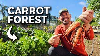 Sharing My Carrot Growing Secrets...