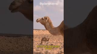 "Wild Camels Gone Rogue: Aggression Unleashed" #shorts #camels