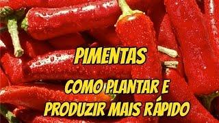 DICAS: COMO PLANTAR PIMENTA E TER PRODUÇÃO ABUNDANTE E RÁPIDA