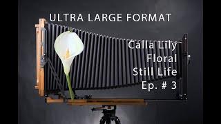 Ultra Large Format Photography: Solatary Grace, Calla Lily - Episode 3 (Lith Print)